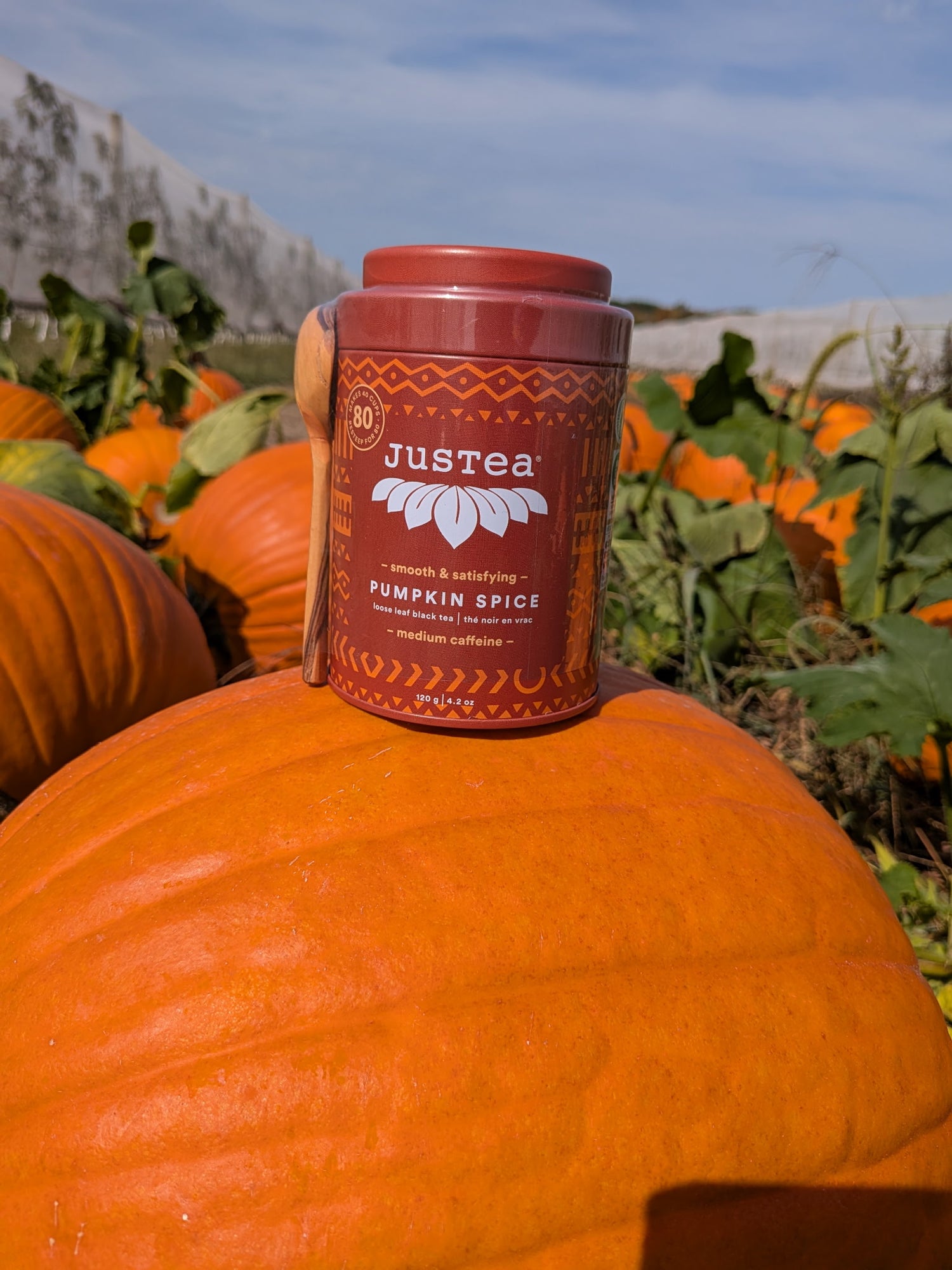 JusTea Pumpkin Spice Loose Leaf Tea